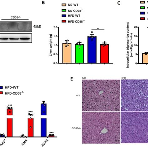 Cd Deficiency Alleviated Hfd Induced Hepatic Steatosis In Mice A