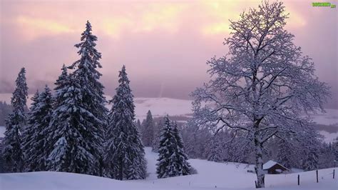 Zima Nieg Drzewa Wierki Domek Neuchatel Szwajcaria