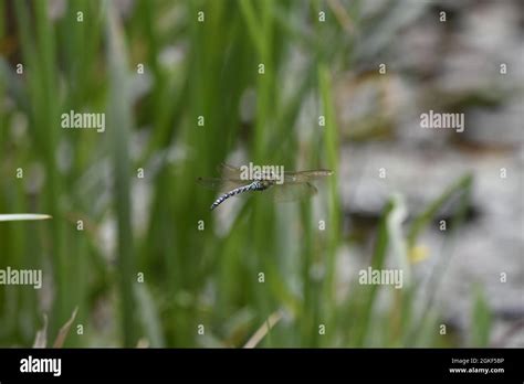 Back View Of A Male Southern Hawker Dragonfly Aeshna Cyanea Flying