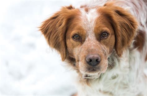 Orange and White French Brittany Spaniel Stock Image - Image of animal ...