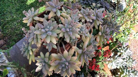 Suculentas Perfeitas Para Ficar No Sol Graptopetalum Francesco