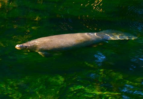 The Eighth Dimension: Manatees at Blue Springs State Park, Florida (Photos)