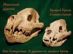 The skull of Dinocrocuta gigantea, a huge hyena from the Miocene and ...