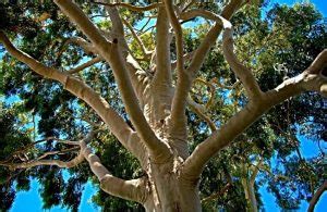 Lemon Scented Gum Corymbia Citriodora Growing Guide AGT