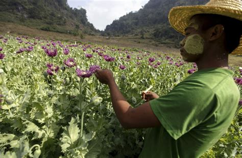 Opium production booms amid coup chaos in Myanmar