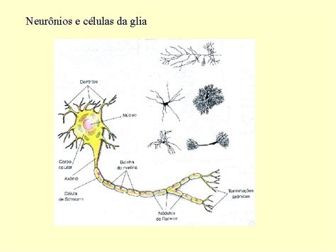 Neurnios E Clulas Da Glia Sistema Nervoso Sistema