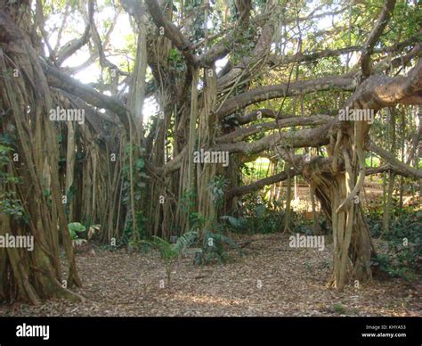 Rockhampton botanic gardens hi-res stock photography and images - Alamy