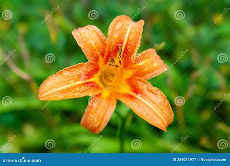 Flor De Dia Flor De Jardim Florescente Colagem De Uma Flor De Laranja