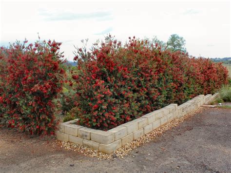 CALLISTEMON VIMINALIS SLIM 140MM | The Garden Feast