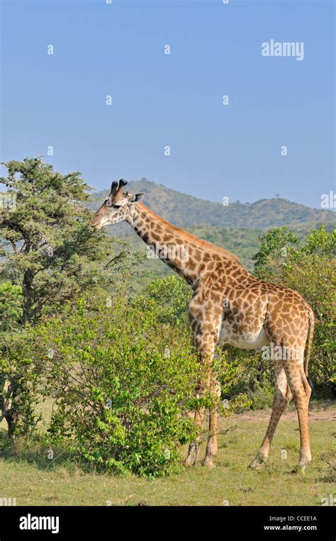 masai giraffe feeding maasai mara  res stock photography  images