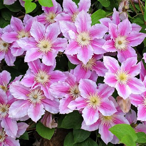 Clematis Piilu – 247plants