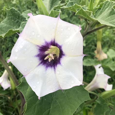 Datura Discolor Seeds 12 Seeds Desert Thorn Apple Plant World Seeds