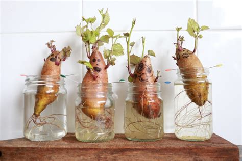 Sweet Potato Heads How To Grow Sweet Potato Slips Little Eco Footprints