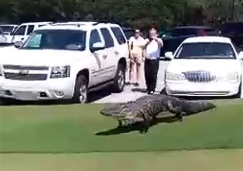 Massive Alligator Walks Across North Carolina Golf Course Video