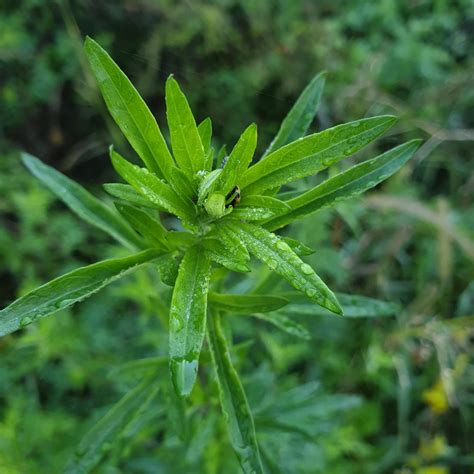 Verlotscher Beifuß Expertenwissen Für Den Garten