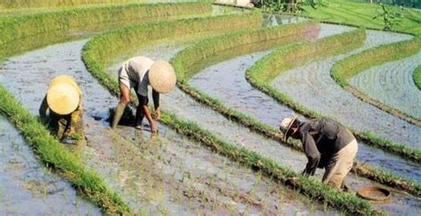 Como É Plantado O Arroz - Plantação de Arroz no Japão, na China e no Brasil | Mundo Ecologia