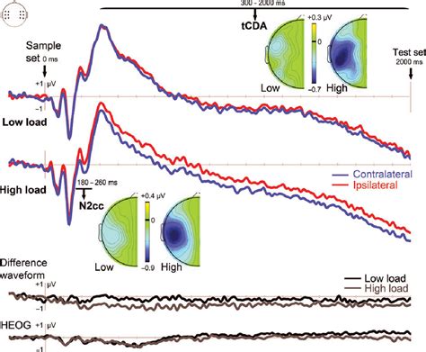 Figure 2 From Electrophysiological Evidence For A Sensory Recruitment