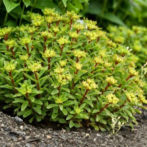 Rock N Round Bright Idea Stonecrop Sedum