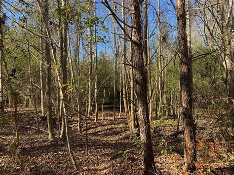 Acres Of Land For Sale In Columbus County Nc Advance Land And