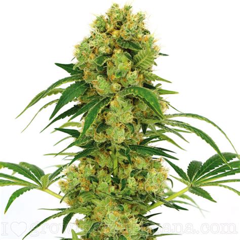 Big Bud | Cannabis Seeds Canada