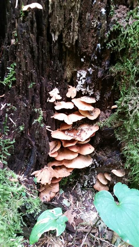 Fungi In Mundy Park Coquitlam British Columbia Canada Fo Flickr