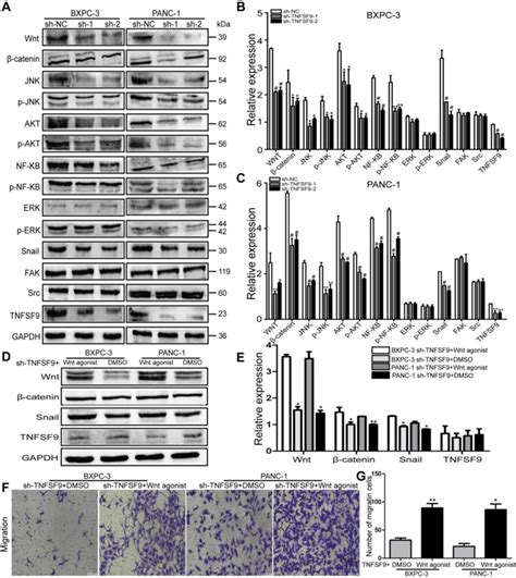 Tnfsf Promotes The Migration Of Pancreatic Cancer Cells By Activating