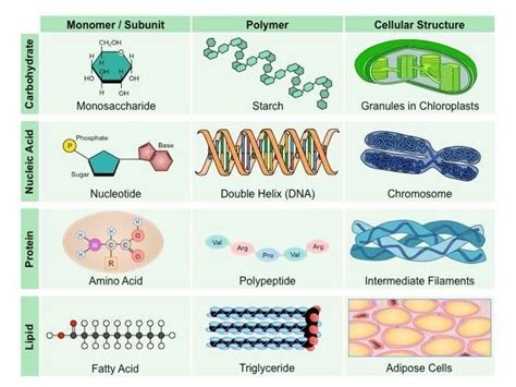 03 04 Microbial Nutrition And Growth Online Presentation