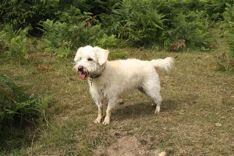 Cuanto Debe Pesar Un West Highland Terrier