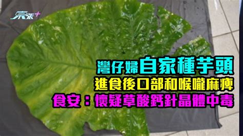 灣仔婦自家種芋頭 進食後口部和喉嚨麻痺 食安：懷疑草酸鈣針晶體中毒 東張