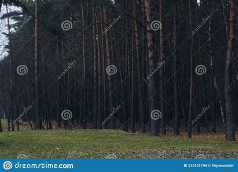 Autumn Forest Pinery Pine Tree Untouched High Contrast Stock Photo