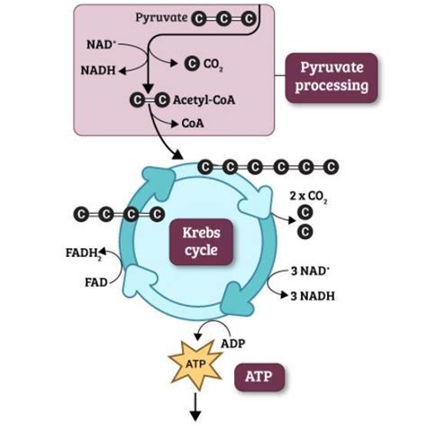 [free] The Diagram Summarizes The Steps In One Round Of The Krebs Cycle Krebs Cycle Diagram