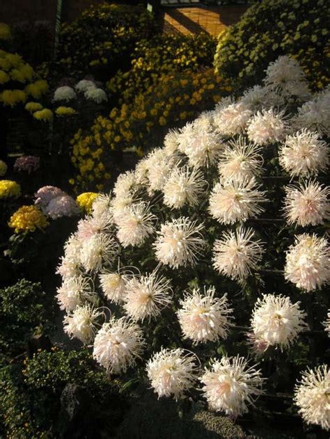 Planting Mums in the Ground-Guide to Planting Perennial Mums Hardy Mums ...