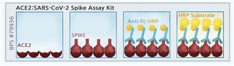 Ace Spike S Rbd Sars Cov Inhibitor Screening Assay Kit