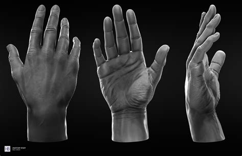 Anatomy Study Male Hands Hand Anatomy Anatomy Reference Male Hands