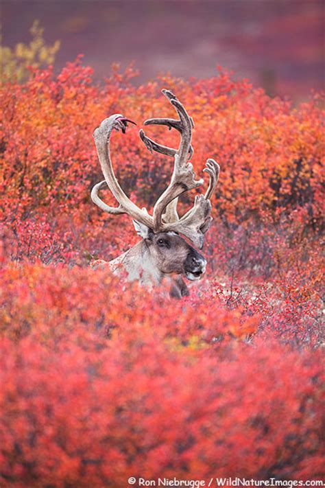 Denali Caribou - Photo Blog - Niebrugge Images