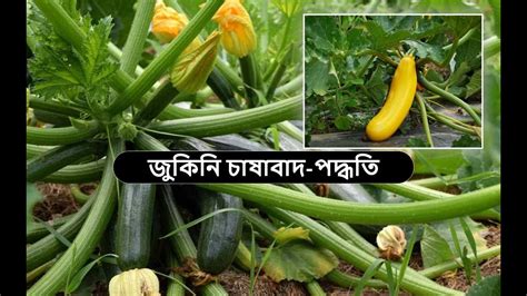 Zucchini Farming জেনে নিন জুকিনি চাষের সম্পূর্ণ পদ্ধতি। Youtube