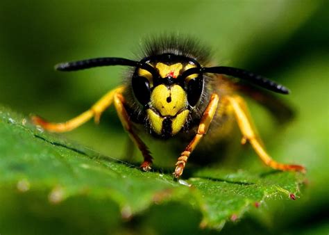 Wasp Control Edmonton Major Pest Control