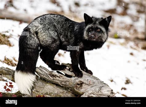 A silver fox standing on a tree bark in the forest on a snowy winter ...