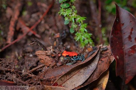 Red Backed Poison Frog Ranitomeya Reticulata In Situ Flickr