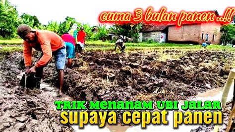 Cara Menanam Ubi Jalar Sabrang Supaya Berbuah Lebat Petani Di