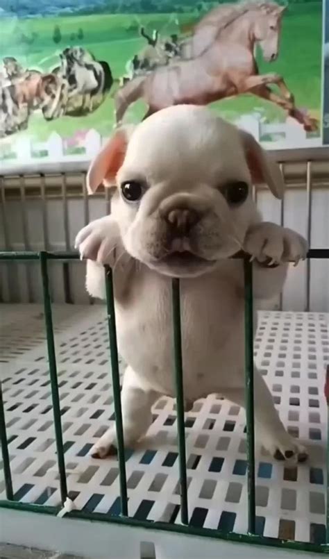 French Bulldog Puppies Available | Cute baby animals, Cute animals ...