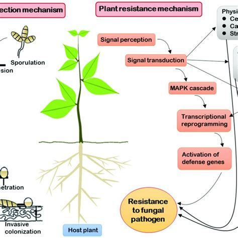 PDF Recent Progress In Enhancing Fungal Disease Resistance In