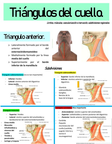 GUIA 2 Guia de anatomia Triángulos del cuello Limites músculos