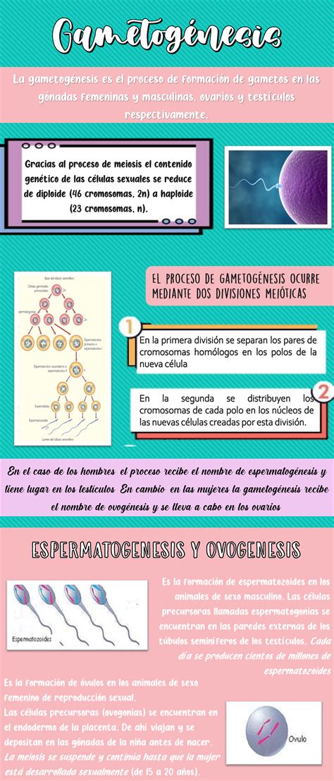 Infograf A Gametog Nesis La Gametog Nesis Es El Proceso De Formaci N