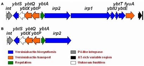 Yersiniabactin Gene Cluster In Y Pseudotuberculosis O1 A And Its Download Scientific