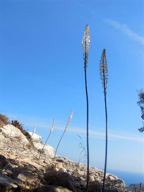 Free Images Landscape Sea Tree Nature Rock Wilderness Blossom