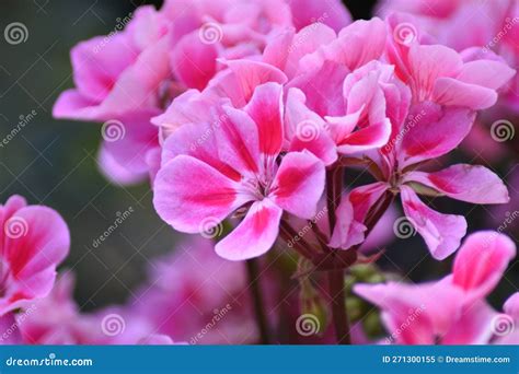 Flores Rosadas De Un Pelargonio Imagen De Archivo Imagen De Rosa