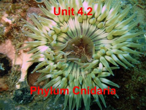 Class Anthozoa Jutzi