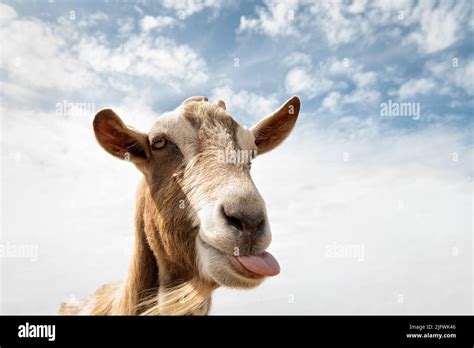 Goat Sticking Out Tongue Hi Res Stock Photography And Images Alamy