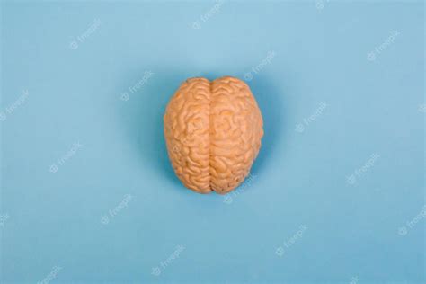 Premium Photo | Human brain anatomical model